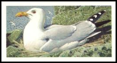 44 Herring Gull